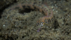 Messmate Pipefish by Taco Cheung 